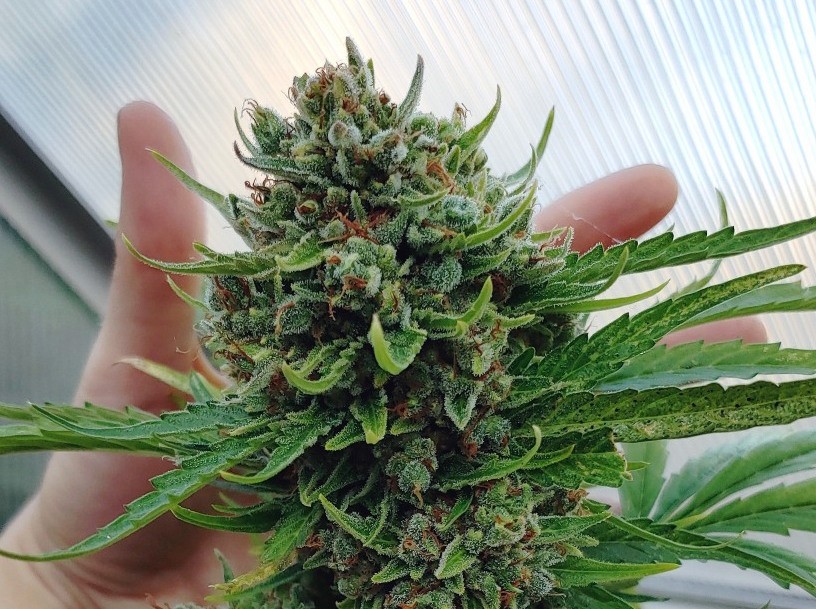 It’s Time to Reap in Rich Dividends. Know When to Harvest Cannabis