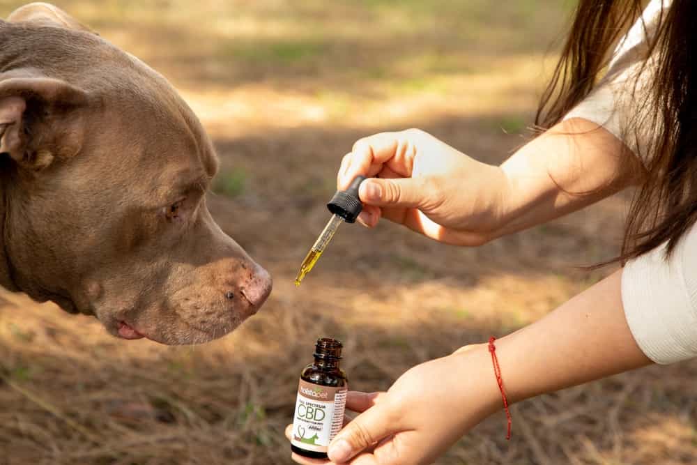 Get the selective CBD-infused wellness products for their well-being