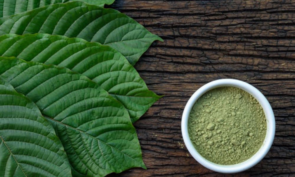 Kratom’s Renaissance: Embracing Tradition While Navigating Modern Challenges