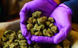 CBD affect