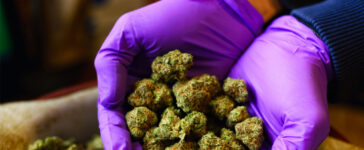 CBD affect