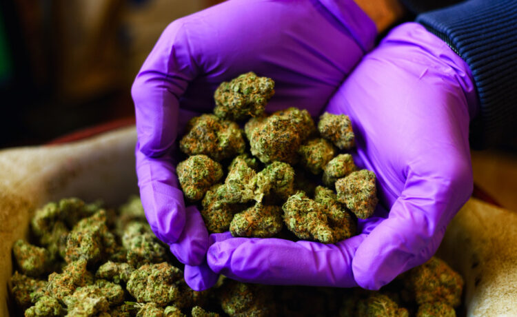 CBD affect