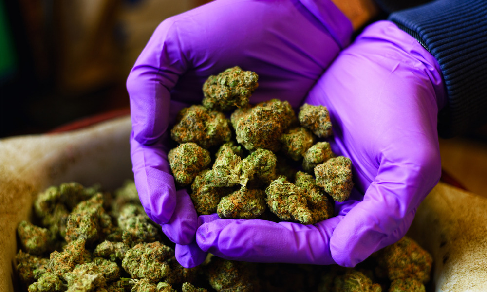 About to Use Weed for the First Time? Tips for beginners